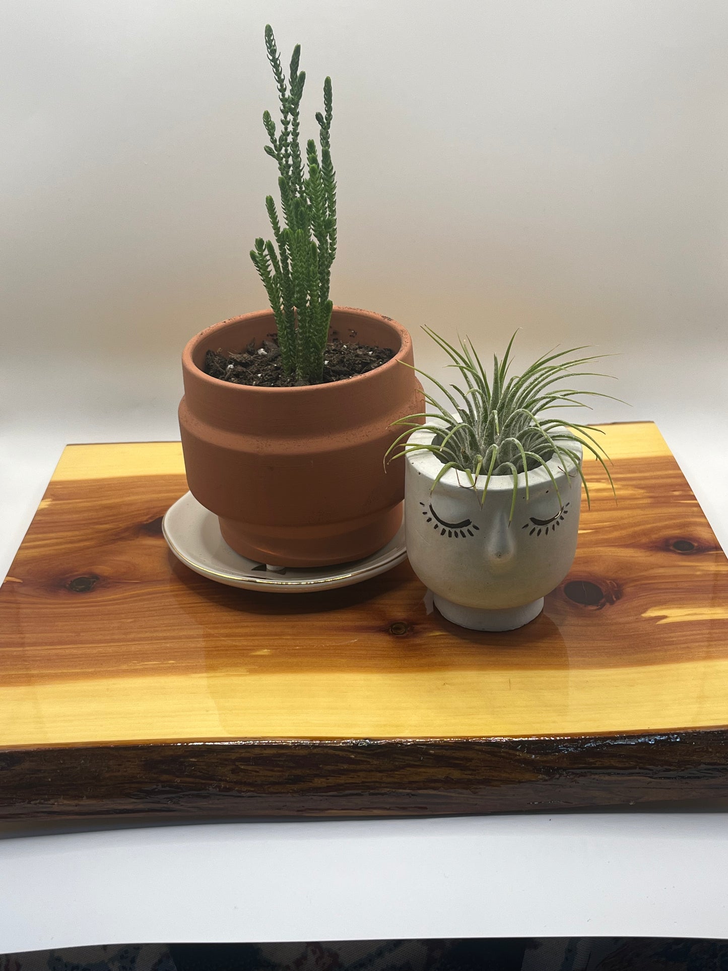 12" Live Edge Red Cedar Plant Stand